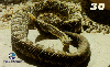 16351  RBA  05/00  Cobras e Serpentes ( 04/10 )  Tir. 130.000 Interp. 30C
