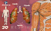 16423  RBA  08/00  Corpo Humano ( 03/10 )  Tir. 80.000 ABNC 30C