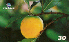 16495  RBA  11/00  Série Frutas  ( 05/10 )  Tir. 175.000 ABNC 30C