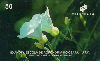 18260  CE  09/98  Batata de Purga  BTT C1  Tir. 120.000 CSM 50C