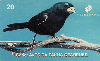 18313  CE  03/99  Aves da Fauna Cearense ( Curió )  Tir. 155.000 CSM 20C