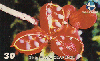 18363  CE  06/99  Flora Cearense ( Chicha )  Tir. 180.000 CSM 30C