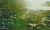 19982  CRT  03/01  Monte Belo do Sul  Tir. 200.000 Interp. 30C