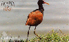 20454  RS  12/03  Pampas Safari ( 09/11 ) Tir. 27.300 Interp. 40C