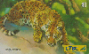 25882  CTBC  07/02  Felinos  ( 04/05 ) Tir. 360.000 Interp. 40C