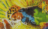 26089  CTBC  01/04  Carnaval 2004  ( 03/05 ) Tir. 200.000 Interp. 40C
