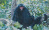 28471  DF  07/02  Macaco Aranha  Tir. 300.000 ICE 40C