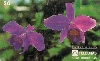 37437  TB  07/95  Orquídeas - Laelia Pumilla ABNC 20C ( L1 - 01 - 07/95 )