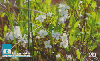 14068  GO  03/99  Flor da Gabiroba  Tir. 100.000 ICE 20C