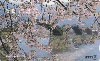 37600  Japão
