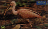 0751 SP 05/00 Pássaros Exóticos (Flamingo Rosa) Tir. 400.000 60c