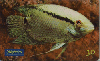 0816 SP 07/00 Peixes Ornamentais (Cichlasoma Festivum) Tir. 400.