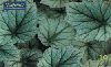 0833 SP 09/00 FoLhagens (Begonia Rex) Tir.350.000 ICE 30C