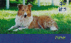 2057  SP  02/04 Curiosidades Animais (03/06) Tir.150.000 Int. 40