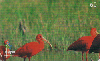 01768  PR  07/01  Parque das Aves (02/13) Tir. 100.000 ICE 60C