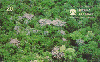 38062  TB  02/97  Parques Nacionais ( 07/12 ) CSM 20C ( 05 - 01/97 )