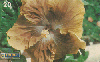 0344  RJ  11/98  Hibiscus Híbridos  (08/20) Tir.100.000 ABNC 20C