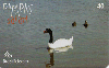 02029  PR  02/04  Pampas Safari (08/11)  Tir. 30.000 Interp. 40C