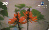 00313  MG  02/01  Série Floradas (03/04)  Tir.250.000 CSM 30C