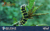 42008 MG 10/01 Série Borboletas (07/10) Tir.200.000 CSM 30C
