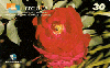 00436  MG  09/00  Série Flores  (02/06)  Tir.20.000 CSM 30C