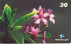 00595  MG  02/01  Flor de Quaresmeira Rosa  QRS I1  Tir.200.000 CSM 30C