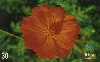 03351  SC  08/00  Flores Daqui (03/08)  Tir. 50.000 ICE 30C