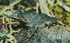 03501  SC  07 01  Série Anfíbios ( 07/12 )  Tir. 150.000 ICE 30C