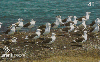 03782  SC  02/04  Ilha do Campeche ( 03/08 )  Tir. 100.000 Interp. 40C
