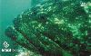 03817  SC  09/04  Peixes de Santa Catarina (08/11)  Tir. 102.272 Interp. 40C