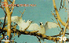 04784  RN  05/01  Fernando de Noronha Fauna ( 09/10 )  Tir. 250.000 CSM 30C