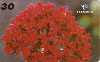 05344  PB  10/99  Série Flores Calanchoe ( 02/15 )  Tir. 50.000 Interp. 30C