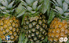06379  PE/PB  09/00  Frutas Tropicais ( 04/12 )  Tir. 100.000 CSM 30C