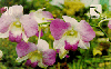 08714  RO  05/99  Orquídea ( 03/04 )  Tir. 120.000 CMB 20C