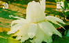 08715  RO  05/99  Flor da Vitória Régia ( 04/04 )  Tir. 120.000 CMB 20C