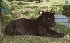08774  RO  07/00  Série Fauna ( Onça Pintada/preta ) Tir. 100.000 CSM 30C