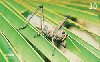 08813  RO  04/01  Gafanhoto Cortador  Tir. 80.000 ICE 30C