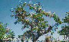 09598  MT  10/99  Série Pantanal ( Ninhal ) Tir. 150.000 ICE 30C