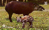 09603 MT 11/99 Fauna ( Anta com Filhote ) Tir. 150.000 ICE 30C