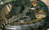 09648  MT  07/00  Série Fauna ( Sucuri Preta )  Tir. 150.000 CSM 30C