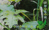 09880  MT  04/02  Folhas do Cerrado ( 5034 ) Tir. 50.000 Interp. 60C