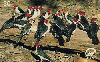 11535  MS  08/99  Pantanal ( Cabecinhas Vermelhas ) Tir. 100.000 CMB 30C