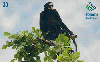 11603  MS  07/00  Série Pantanal ( Macaco Aranha ) Tir. 150.000 CSM 30C