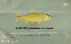 11801  MS  10/04  Piracema ( 05/11 ) Tir. 36.400 Interp. 40C