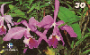 12493  AL  06/00  Orquídeas Nativas de Alagoas ( 04/04 )  Tir. 25.000 ABNC 30C