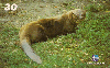 12711  RBA  03/01  Grandes Animais da Natureza ( 01/10 )  Carimbo AL