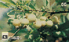 14041  GO  11/98  Frutos do Cerrado Goiano ( Gabiroba )  Tir. 100.000 ICE 50C
