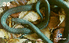 16353  RBA  05/00  Cobras e Serpentes ( 06/10 )  Tir. 130.000 Interp. 30C