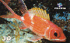 16676  BA  05/01  Peixes Recifais ( 06/10 )  Tir. 100.000 ABNC 30C
