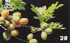17564  PI  03/00  Siriguela  Tir. 60.000 CSM 30C